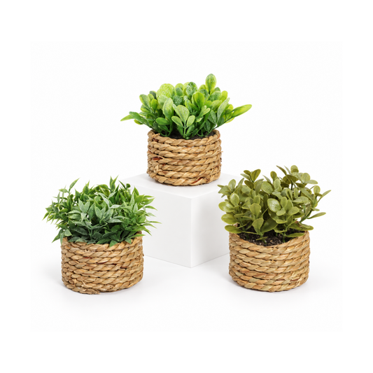 Woven Plant