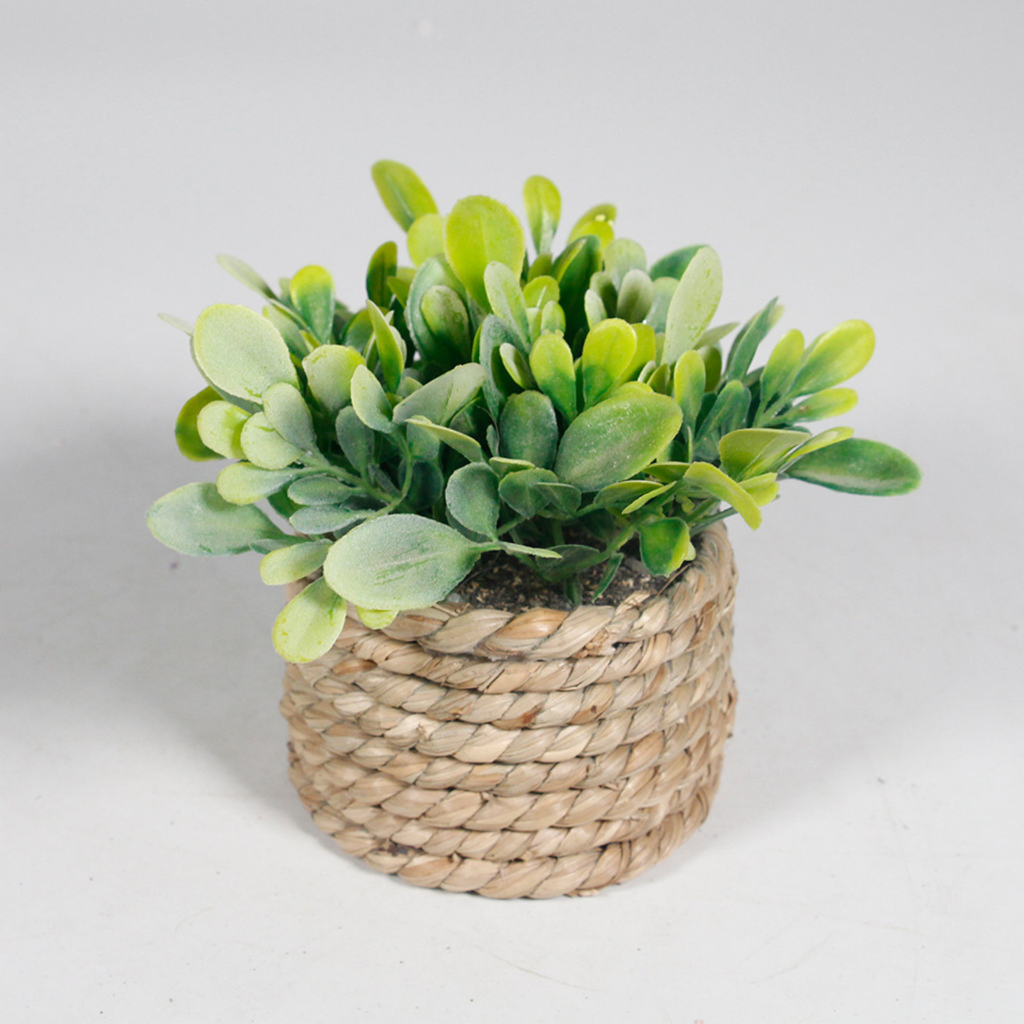 Woven Plant