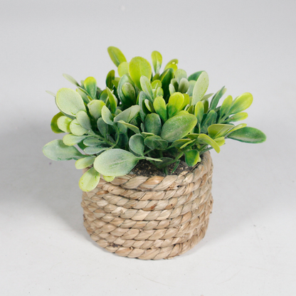Woven Plant