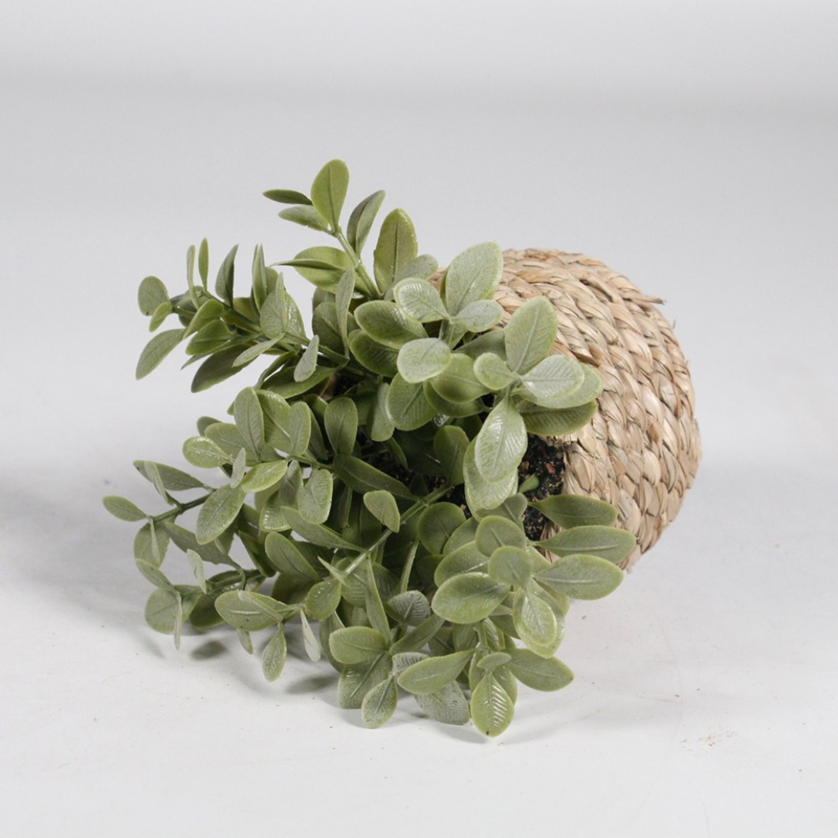 Woven Plant