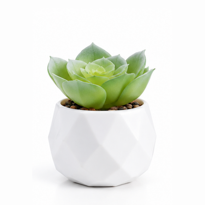 Prism Plant