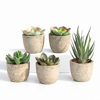 Stone Plant