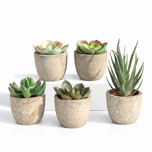 Stone Plant
