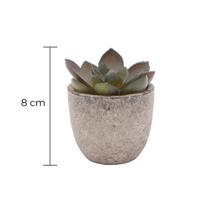 Stone Plant