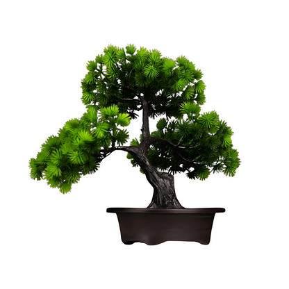 BonsaÏ | Tanhai Pine & Wolong Pine