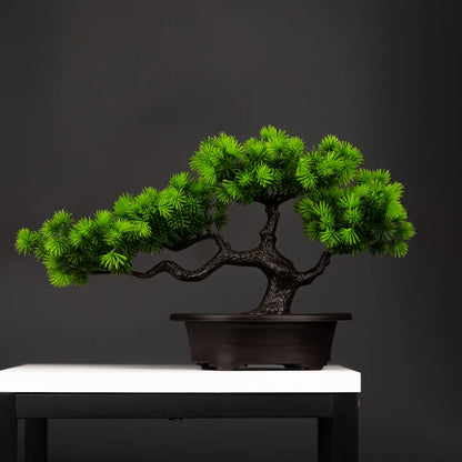 BonsaÏ | Tanhai Pine & Wolong Pine